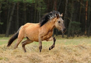 В Одесскую область завезли диких лошадей: их поселят в дельте Дуная