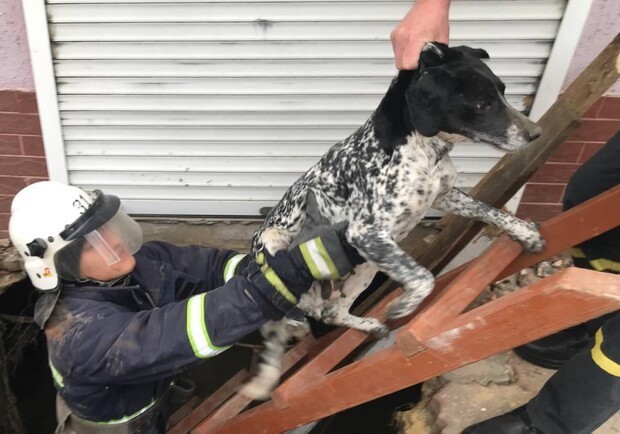 
Пожар в Одессе и помощь собаке в Рени: как прошли сутки у спасателей
