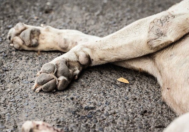 
В Одесской области мужчина забил собаку до смерти на глазах у детей
