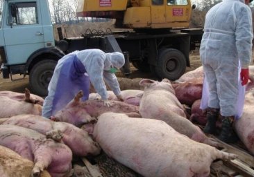 В Одесской области снова обнаружили африканскую чуму свиней: что известно про эту болезнь
