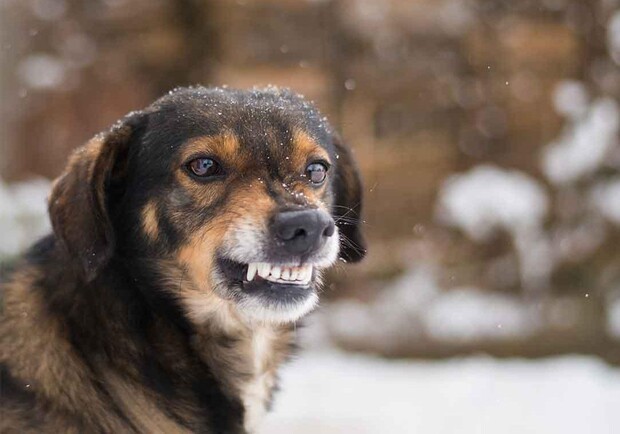 
В Одесской области собака покусала женщину: пострадавшая в тяжелом состоянии
