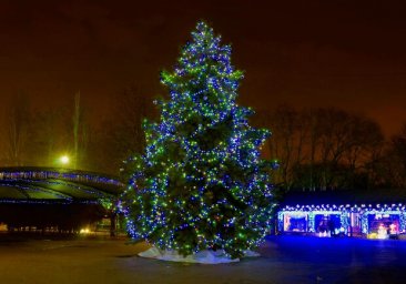 Полюбуйся ночными огнями: одесский парк украсили к Новому году