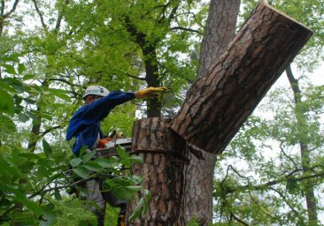 В Одессе спилили все ветви "Пушкинского тополя": дерево может погибнуть
