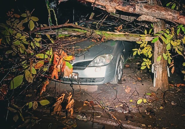 
Более 50 упавших деревьев: к каким последствиям привела непогода в Одессе
