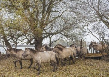 После месяца на карантине: в Одесской области на волю выпустили диких лошадей