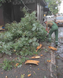 В Одессе из-за непогоды повалены 8 деревьев
