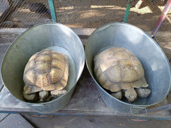 Черепахи Одесского зоопарка проведут зиму в теплых помещениях.