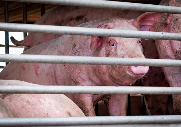 В Одесской области обнаружили африканскую чуму свиней