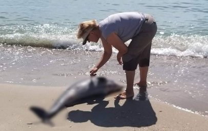 Под Одессой нашли несколько погибших дельфинов