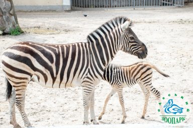 В Одесском зоопарке родился детеныш зебры Гранта. ФОТО