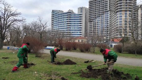 Озеленители приступили к высадке деревьев в Одессе. ФОТО
