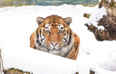 Зима в Одесском зоопарке. Фоторепортаж