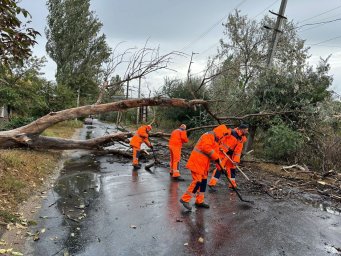 В Одессе из-за непогоды повалено 28 деревьев и больших веток. (ФОТО)