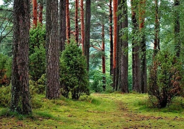 В Одесской и Николаевской областях высадят более 5,5 тысяч гектаров лесов