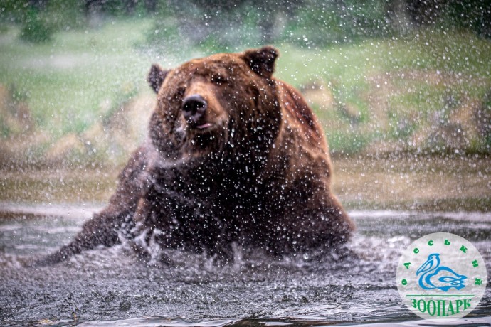 В Одесском зоопарке после зимней спячки проснулись бурые медведи. ФОТО