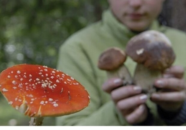 В Одесской области женщина отравилась грибами