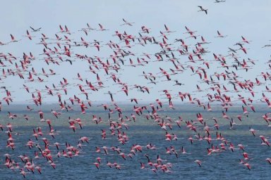 В Одесскую область прилетело рекордное колличество розовых фламинго