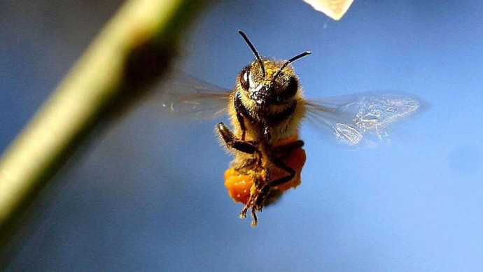 В Одесской области пчелы сильно покусали троих человек