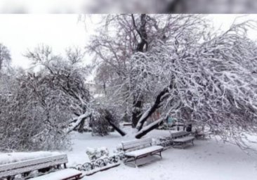 Не выдержало снегопада: в Одесском горсаду сломалось иудино дерево