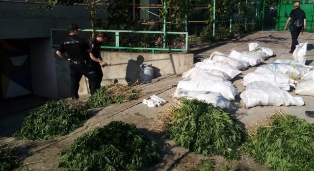 Одесщина: Более полутысячи кустов конопли и около 140 килограммов каннабиса