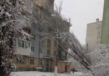 Сюрприз от непогоды: в Одессе два огромных дерева упали на жилые дома