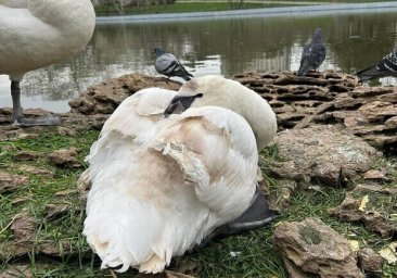 
В полиции открыли уголовное производство по факту инвалидизации лебедя в парке Победы
