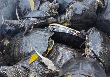 Пока не увидишь: куда делись черепахи из пруда в парке Победы