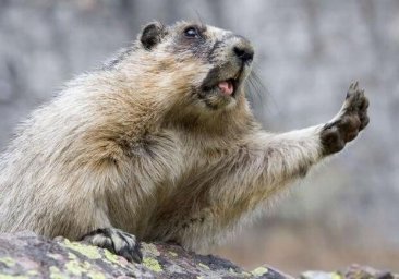 Останемся без предсказания: в Одесском зоопарке решили не будить сурка