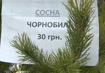 Радиация в квартиру: на одесских стихийных рынках могут продавать елки из Чернобыля
