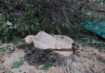 Заплатит штраф: жителю дома возле парка Победы в Одессе запретили рубить деревья