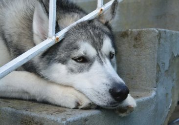 Два дня после кошмара под Одессой: как себя чувствует хаски, избитый живодером