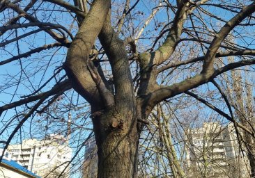 Суду не хватает парковки: во дворе на Таирова собираются спилить 60 деревьев