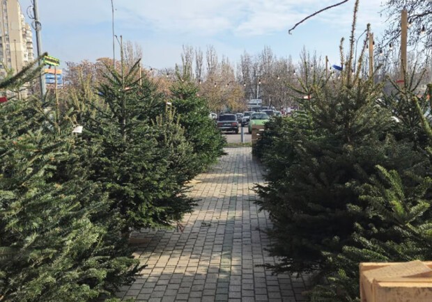 
В Одессе появились в продаже живые елки - цены впечатляют
