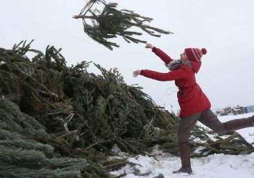 Запиши адрес: куда в Одессе приносить новогодние деревья после праздников