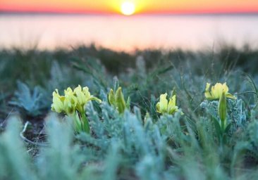 Тепло, как весной: на побережье Куяльника распустились цветы