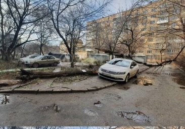 На Фонтане массивное дерево упало на автомобиль: убирать его не спешат