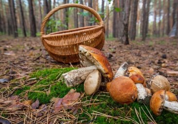
В Одессе и области снова отравились грибами
