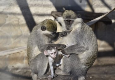 Голосование: в Одесском зоопарке выбирают самую красивую пару