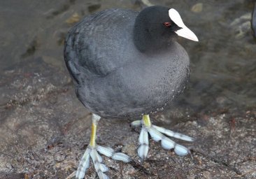 По центру Одессы бегала лысуха: ее отвезли в зоопарк