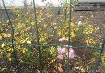 Не по-зимнему теплый январь: в Одессе распустились весенние растения