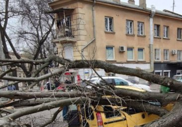 
Из-за сильного ветра в Одессе произошел деревопад
