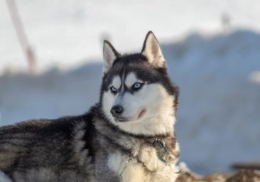 Издевался над хаски: под Одессой люди устроили самосуд над живодером