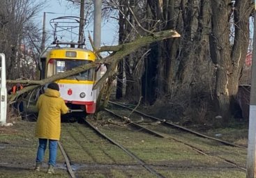 Ветреный день: в двух районах Одессы трамваи привалило деревьями