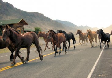 В Одесской области автомобиль столкнулся с лошадью: есть погибшие