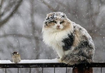 Зима продолжается: в Одессе на выходных ожидается снег и мороз