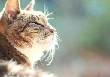 Тепло и солнечно: какая погода будет в первые выходные 2021-го года в Одессе