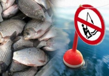 
В Одесской области вступил в силу нерестовый запрет на вылов рыбы

