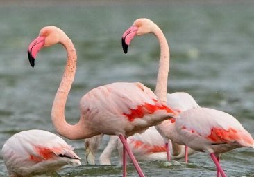 
В Одесскую область прилетели 210 розовых фламинго
