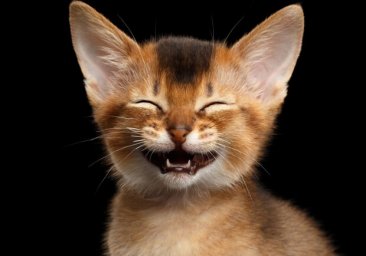 Без улыбки не вспомнить: 15 курьезов 2020 года в Одессе