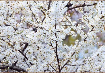 
В одесский парк Победы пришла весна: смотри, как это красиво
